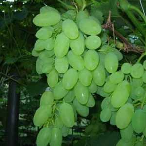 Grapes Timur: opis i finoća skrb