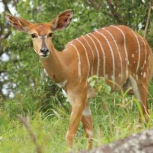 Antilope: opis vrsta