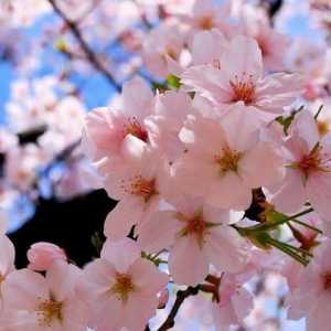 Cvjetovi trešnje. Cvjetanje višnje: fotografija
