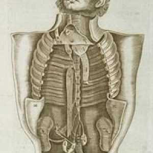 Unutarnji organi čovjeka: struktura i položaj