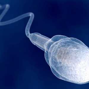 Koliko se godina pojavljuju spermi u dječacima?