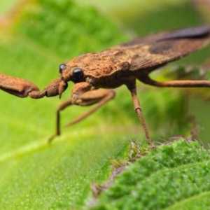 Vodeni škorpion: reprodukcija, prehrana