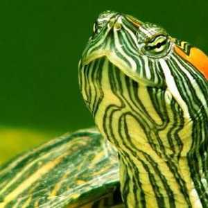 Vodeće kornjače kod kuće: sadržaj, hrana