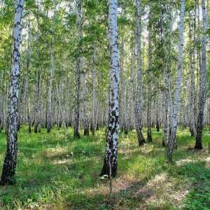 Водные и лесные ресурсы России. Использование лесных ресурсов России
