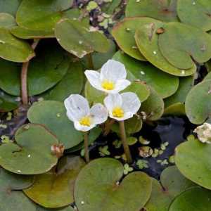 Cvjetnica žaba: opis biljke i njege