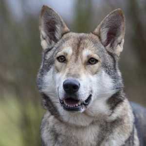 Wolf Dog iz Sarlosa: opis, lik, fotografije i recenzije pasmina pasa