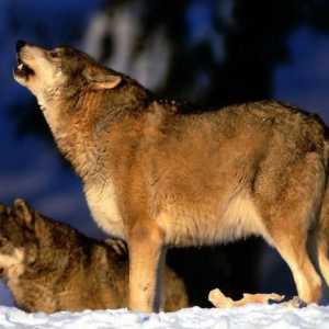 Волк в дикой природе. Продолжительность жизни волков