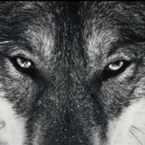 Vukovi: vrste vukova, opis, priroda, stanište