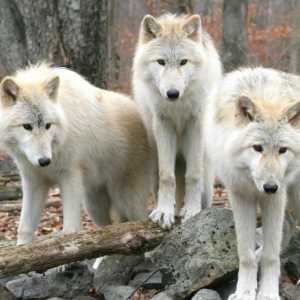 "Bojati se vukova ne treba ući u šumu". Mala priča o značenju riječi