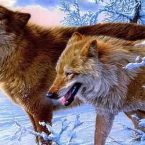 Volkov: podrijetlo imena i slavnog plemenitog rođenja