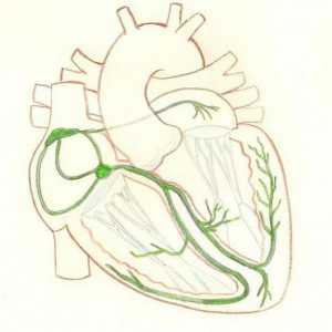 Purkinje vlakna u srcu