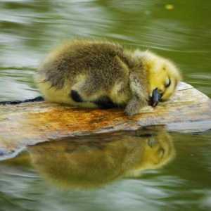 Pitanje knjige o snovima: zašto mali san patka?
