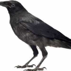 Raven i vrana: koja je razlika u izgledu i ponašanju ptica