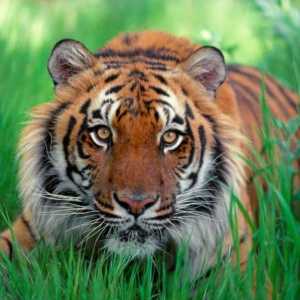 Istočni horoskop: Tigar. Godina tigra, karakteristika rođenog u godini Tigar