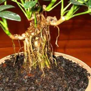 Zračni korijeni - dodatni organi čudovišta i orhideja