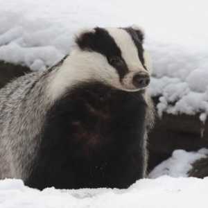 Je li badger ušao u hibernaciju? Koje druge životinje to rade zimi?