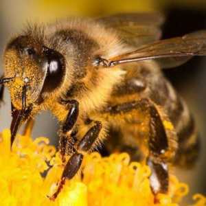 Sve o tome što pčela jede