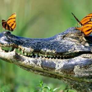 Всё, что нужно знать о крокодилах. Интересные факты о крокодилах