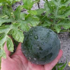Uzgoj lubenica na otvorenom terenu: tehnologija, značajke i preporuke