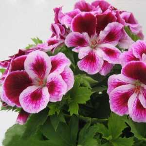 Uzgoj Pelargonium iz sjemena kod kuće: Upute i savjeti