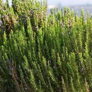 Uzgoj Rosemary od sjemena: značajke, preporuke i njegu