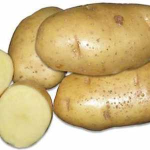 Krumpir s visokim prinosom Šalovi: Variety description