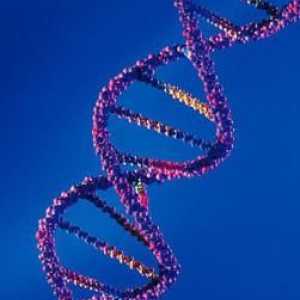 Interakcija nealelnih gena: vrste i forme