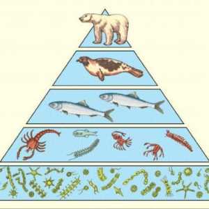 Zašto su neophodni i koja su pravila ekoloških piramida