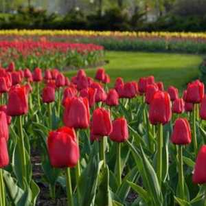 Zagonetka o tulipanu: razvoj djece