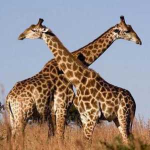 Zagovor o žirafa za djecu kao skladište činjenica