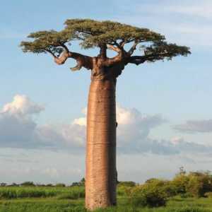 Tajanstveni baobab: čudo stablo