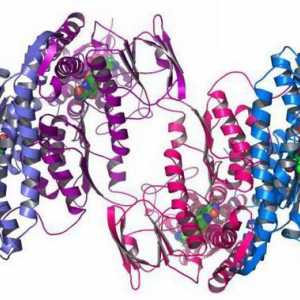 Zaštitna funkcija proteina. Struktura i funkcija proteina