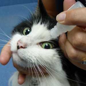 Zdravlje mačaka: mogu li oprati oči klorheksidinom?