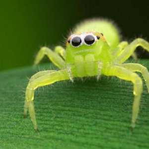 Zeleni pauk. Koje vrste zelenih pauka postoje?