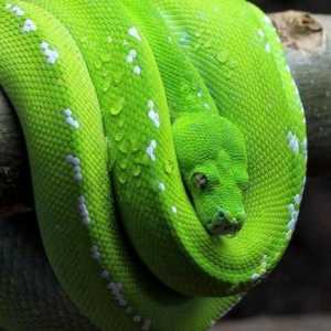 Zelena Python: opis, fotografija, reprodukcija, sadržaj