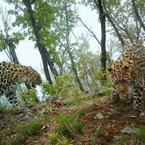 `Leopard Land` - nacionalni park u Primorskim Krajima