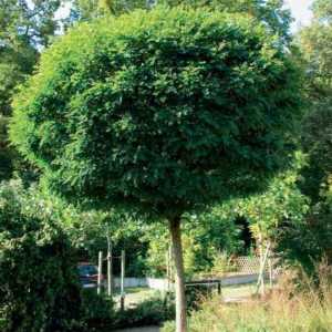 Jamalističko stablo: izumi kreatora crteža `Smeshariki` ili prave biljke?