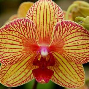 Žuta orhideja phalaenopsis. Žuta orhideja: vrijednost