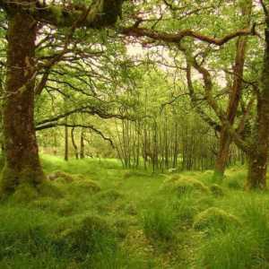 Tvrde lišće i zimzelene šume i grmlje: geografija, flora i fauna