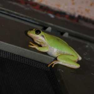 Živa žaba u kući: znakovi, zanimljive činjenice