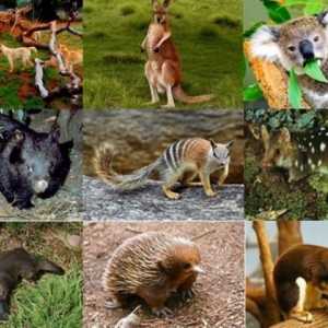 Životinje Australije: fotografija s imenima i opisom