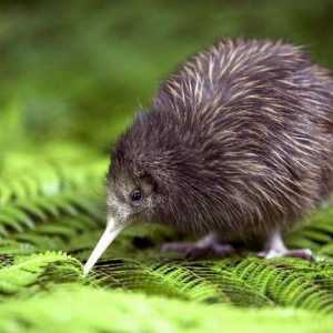 Životinje Novog Zelanda: opis i fotografija