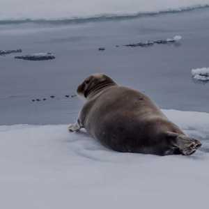 Životinje Arktičkog oceana. Fauna Arktičkog oceana