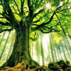 Živa stabla. Značaj u prirodi i ljudski život