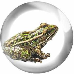 Životni ciklus i faze razvoja žaba