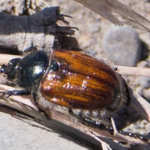 Beetle Beetle: opis razvoja, mjere zaštite od insekata