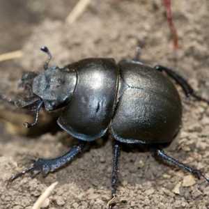Beetle Strider: Tehnike borbe