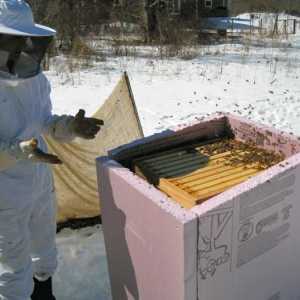 Zimovanje pčela na ulicama u različitim regijama Rusije. Priprema pčela za zimovanje na ulici