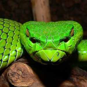 Змея аспид - это миф или реальность?