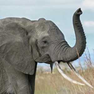 Značenje frazeologije "iz leta da napravim slona". Je li vrijedno pretjerivati?